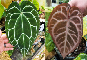 Anthurium crystallinum "Dark" x (crystallinum x magnificum) 'Thai Red', CAR-0237 - wholesale