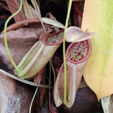 Nepenthes treubiana