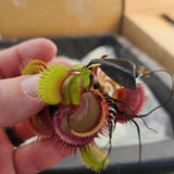 Venus Flytrap- Dionaea muscipula 'Flaming Lips'