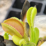 Venus Flytrap- Dionaea muscipula 'Microdent'