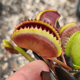 Venus Flytrap- Dionaea muscipula 'Red Piranha'