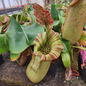 Nepenthes truncata Giant Striped x veitchii (m) Bario Squat