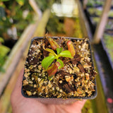 Nepenthes {[(Rokko x boschiana) x veitchii] x (lowii x truncata)}, CAR-0448