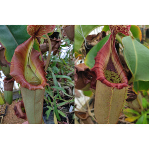 Nepenthes {[(lowii x veitchii) x boschiana] x veitchii} x [(truncata x campanulata) x veitchii "The Wave"]