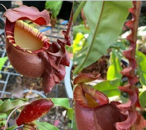 Nepenthes mirabilis winged x (mirabilis var. globosa x ampullaria) F2