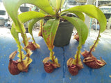 Nepenthes mirabilis winged x (mirabilis var. globosa x ampullaria) F2