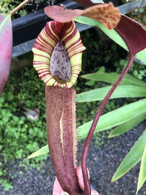 Nepenthes truncata x peltata "Red Phantom"