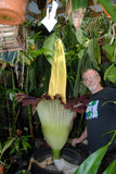 Amorphophallus titanum, Corpse Flower, Corpse Plant