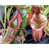 Nepenthes maxima 'Geoff Wong' x veitchii "Candy Dreams"-Seed Pod