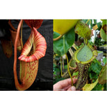 Nepenthes [(Rokko x boschiana) x veitchii "Orange Fade"] #1 x [(maxima x campanulata) x platychila ] #2