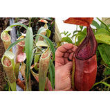 Nepenthes smilesii Dalata x adrianii, CAR-0324