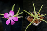 Pinguicula moctezumae Butterwort