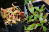 Nepenthes veitchii Collection