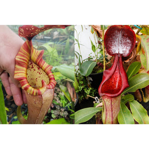 Nepenthes Song of Melancholy x (truncata x ephippiata)-Seed Pod