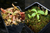 Nepenthes veitchii Collection