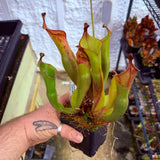 Heliamphora nutans (Giant Form) x nutans (Giant Form)