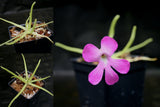 Pinguicula moctezumae Butterwort