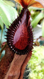 Nepenthes hamata x edwardsiana - Exact Plant 03/01/24