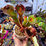 Heliamphora ionasi (Red Giant) x minor v. pilosa (Clone 2)