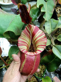 Nepenthes veitchii (m) - white clone