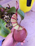 Nepenthes veitchii (m) - white clone