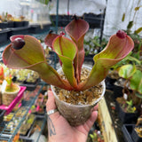 Heliamphora ionasi (Red Giant) x minor v. pilosa (Clone 2)