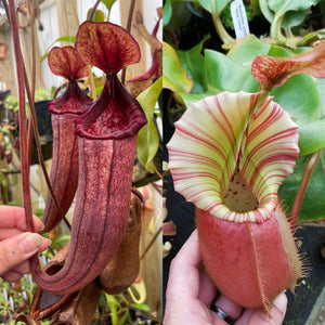 Nepenthes {(spathulata x lowii) x [(lowii x veitchii) x boschiana- QC]} x veitchii 'Cobra' Seed Pod