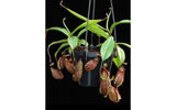 Nepenthes Lady Pauline x hamata, BE-3777