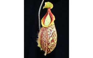 Nepenthes Lady Pauline x hamata, BE-3777