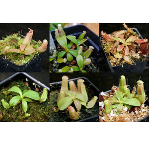 Nepenthes veitchii Collection