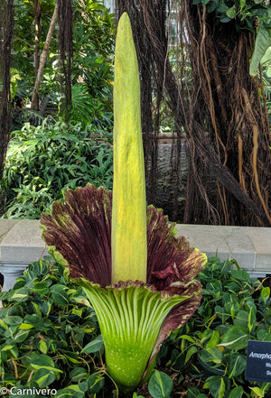 Amorphophallus titanum, Corpse Flower, Corpse Plant