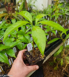 Amorphophallus titanum, Corpse Flower, Corpse Plant