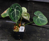 Anthurium clarinervium, Velvet Cardboard Anthurium