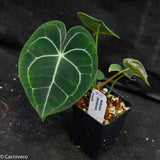 Anthurium clarinervium, Velvet Cardboard Anthurium