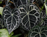 Anthurium clarinervium, Velvet Cardboard Anthurium