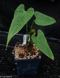 Anthurium corrugatum