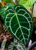 Anthurium crystallinum