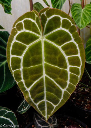 Anthurium crystallinum (chonks)