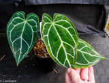 Anthurium crystallinum (chonks)