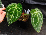 Anthurium crystallinum (chonks)