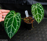 Anthurium crystallinum (chonks)