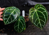 Anthurium crystallinum (chonks)