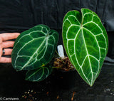 Anthurium crystallinum (chonks)