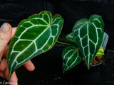 Anthurium crystallinum (chonks)