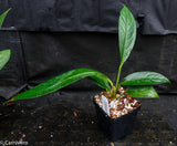 Anthurium cubense x pendulifolium (same cross as Big Bill)