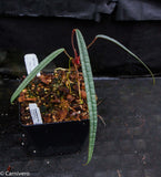 Anthurium cutucuense