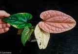 Anthurium debilis