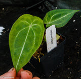 Anthurium forgetii