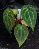 Anthurium forgetii