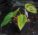 Anthurium forgetii